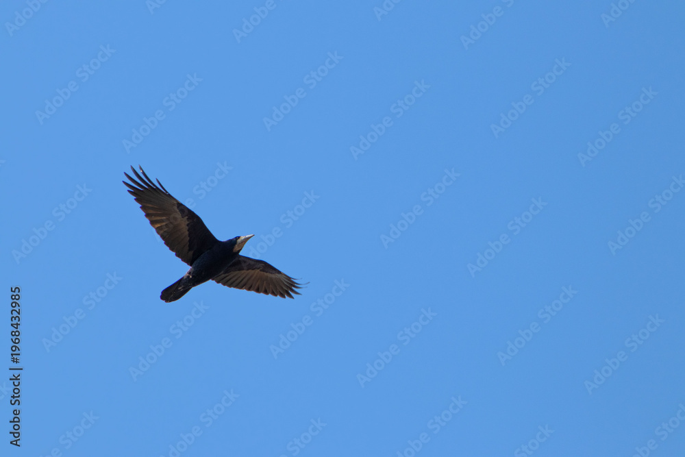 Fototapeta premium Rook (Corvus frugilegus) Flying in a Clear Blue Sky