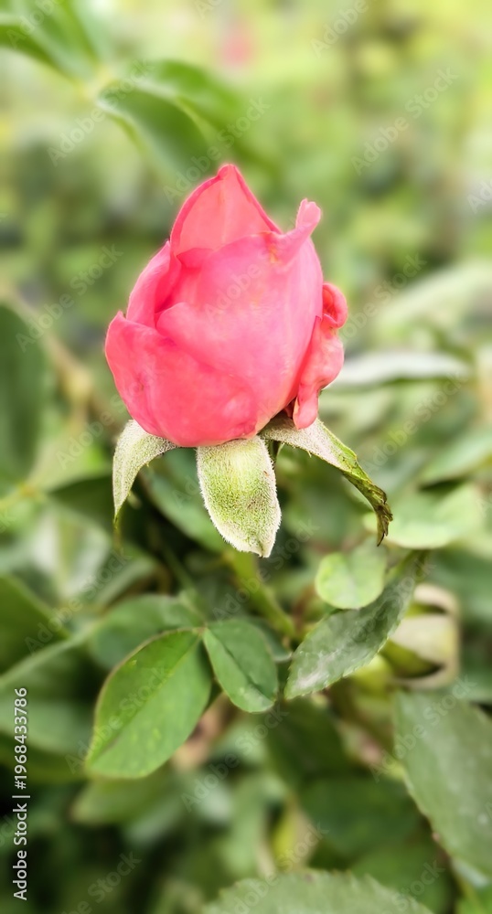 Fototapeta premium Close-up of a red rose growing in a garden