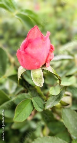 Close-up of a red rose growing in a garden
