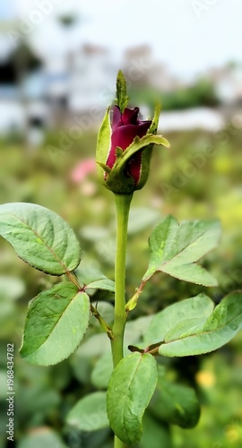 Close-up of a red rose growing in a garden