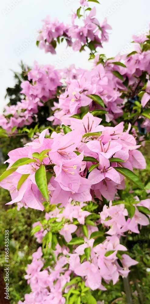 Obraz premium Close-up of light pink bougainvillea flowers