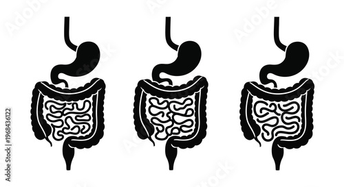 Anatomical illustration of the human digestive system a dark silhouette