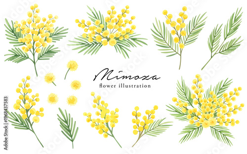 ミモザの花のイラストセット,水彩風,ボタニカル,春の植物,国際女性デー,ミモザの日,ナチュラルデザイン