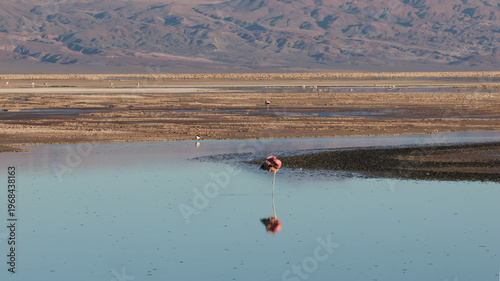 Flamingo in Chaxa Lagoon, Atacama Desert, Chile