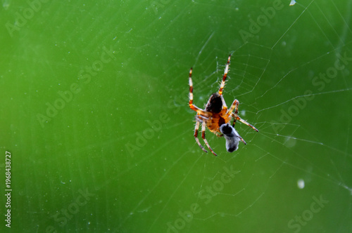 A spider in the garden, Sainte-Apolline, Québec, Canada