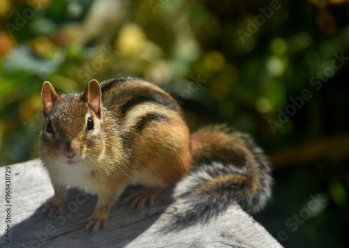 A squirrel in the garden, Sainte-Apolline, Québec, Canada