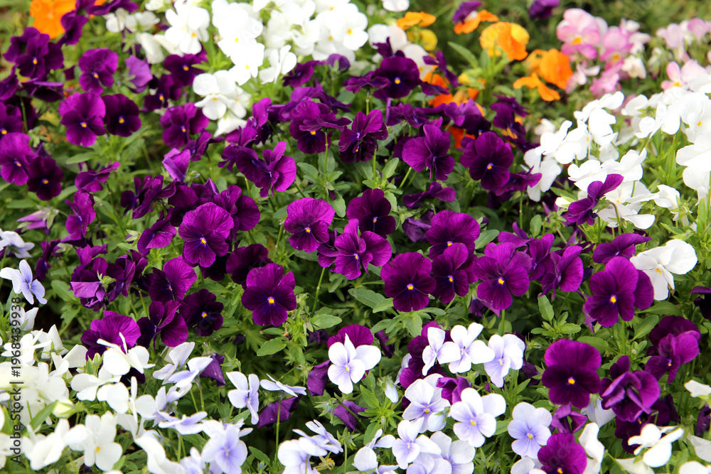 Fototapeta premium Beautiful pansy flowers in the garden