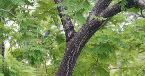 Blue Indochinese roller bird relax on tree branch city park Bangkok Thailand
