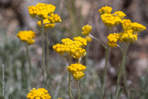 Bright Yellow Helichrysum F...