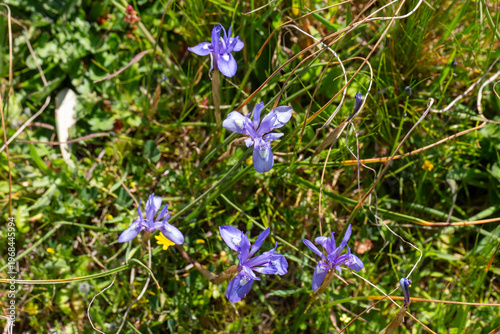 Vibrant Blue Barbary Nut Gynandriris Sisyrinchium Flowers in Wild Meadow