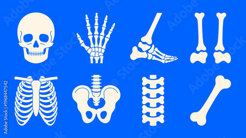 Illustration of human skeleton parts on blue background