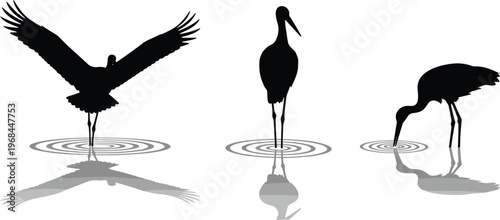 Silhouette of Heron Birds with Reflections in Water for Nature and Wildlife Illustration
