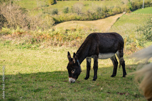Quadro su tela Dark brown donkey walking on a lush green mountain pasture in Asturias, Spain