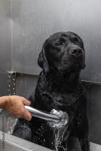 Chest rinsing for black labrador in self service dog wash tub, owner directs handheld shower over wet front coat while calm dog sits upright in stainless bath station with water streaming down