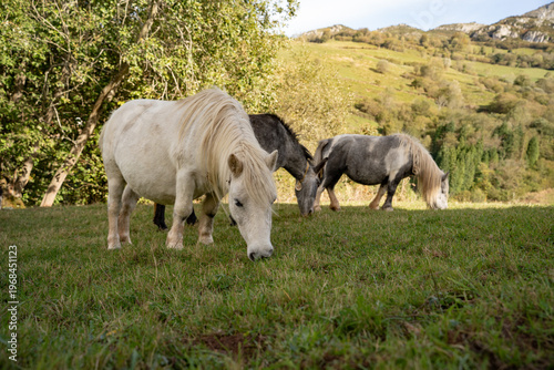 Εκτύπωση καμβά Horizontal view of ponies grazing on a green mountain meadow