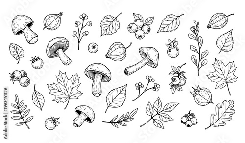 Autumn sketch collection mushrooms berries leaves hand drawn vector illustration set