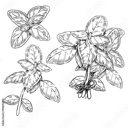 Hand drawn vector set of basil herb in classic line art. Features tied leafy bunch, individual branch and top view rosette. Ideal for spice labels, recipe cards, and Mediterranean cuisine branding.