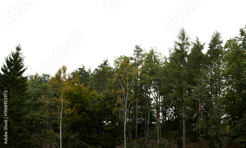 bottom border of tree line in dark green forest landscape isolated on white or transparent png