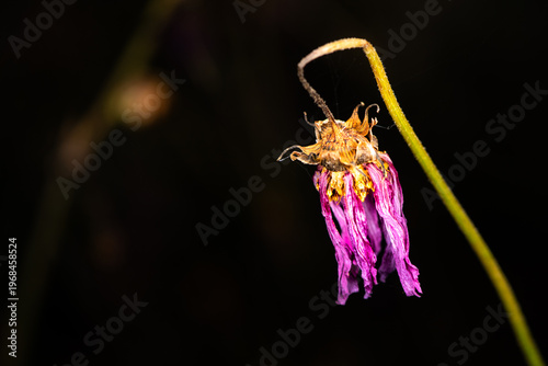 Close-up of Withered Aster (Aster tataricus)
