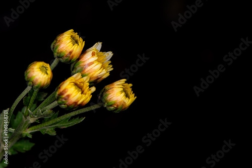 Close-up of Chrysanthemum (Chrysanthemum morifolium) Buds and Blooms