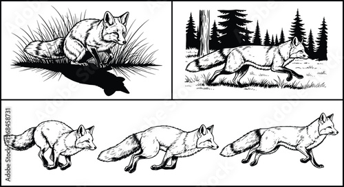 Set of hand drawn fox illustrations featuring wild animals in various poses like running and sitting in forest grass isolated on white background