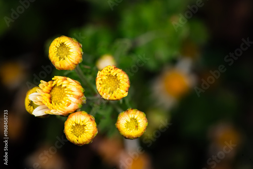 Close-up of Chrysanthemum (Chrysanthemum morifolium) Buds and Blooms