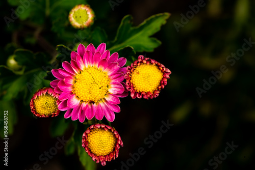 Close-up of Chrysanthemum (Chrysanthemum morifolium) Buds and Blooms