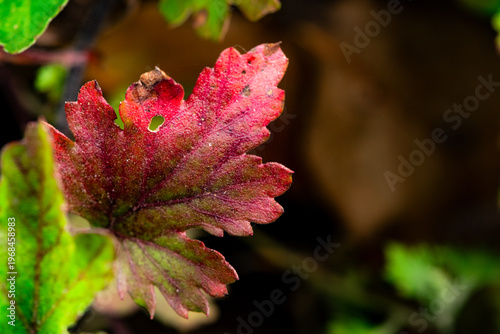 Close-up of Autumn Leaves of Chrysanthemum (Chrysanthemum morifolium)