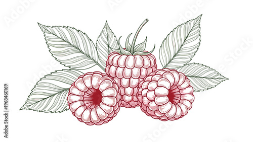 Intricate black and red line art drawing of three raspberries with many leaves in a vintage botanical style for fruit and garden themes.