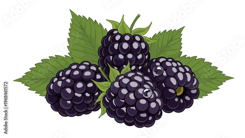 Cluster of fresh ripe blackberries with green leaves and water drops on a white background for organic food themes.