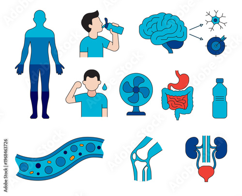 Health and hydration infographic set featuring human anatomy, water intake, digestive system, brain function, and kidney health. Minimalist flat vector icons for medical and wellness design