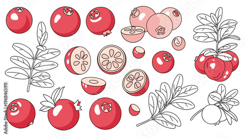 Cranberry fruit botanical set with whole berries halves leaves and branches in both color and line art styles.