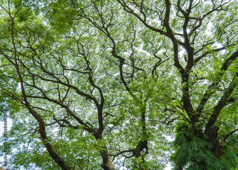 Obraz premium Looking up at tall trees with spreading branches and green canopy, natural perspective creating abstract patterns and serene forest atmosphere