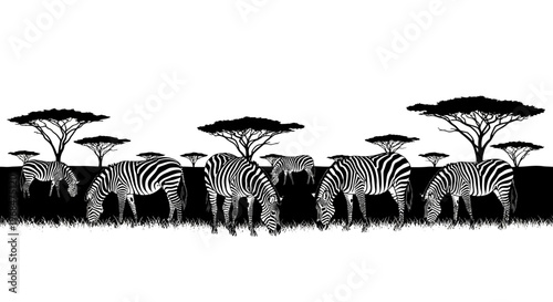 A serene savannah scene featuring a group of zebras grazing peacefully under the silhouette of acacia trees against a clean white background.