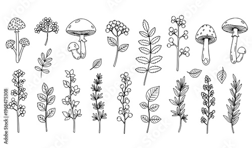 Autumn linear doodle set mushrooms berries plants vertical botanical vector illustration