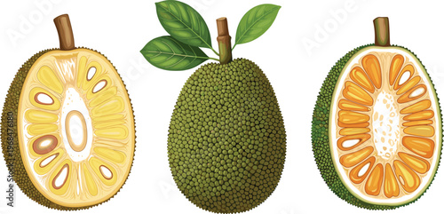 Jackfruit Vector Illustration Featuring Whole and Cut Jackfruit with Leaves Detailed Tropical Exotic Fruit Isolated in Realistic Flat Design Style