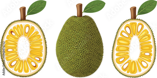 Jackfruit Vector Illustration Set Featuring Whole and Cut Jackfruit with Detailed Seeds and Tropical Exotic Fruit in Flat Design Style