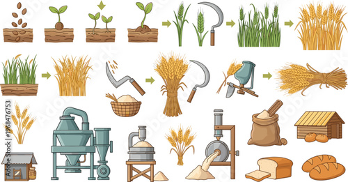 Wheat Farming and Harvest Process Vector Set Featuring Growth Stages Agricultural Tools Milling Equipment Grain Production Icons Isolated on White Background