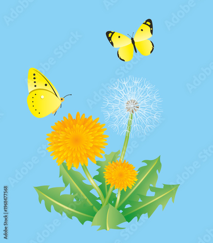 タンポポとモンキチョウ