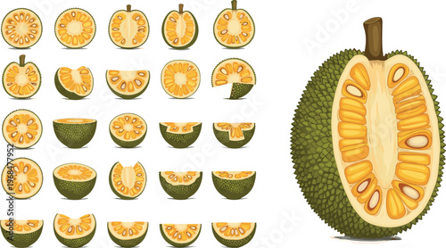 Jackfruit Slice Variation Vector Set Featuring Multiple Cut Views and Whole Jackfruit Detailed Tropical Exotic Fruit Illustration Collection