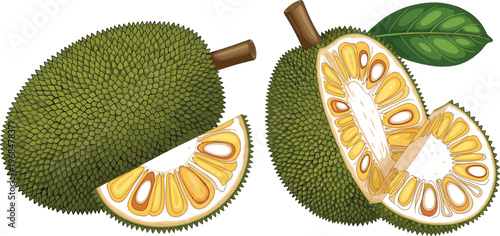 Jackfruit Vector Illustration Featuring Whole and Cut Jackfruit with Slice Detail and Leaf Tropical Exotic Fruit in Detailed Flat Design Style