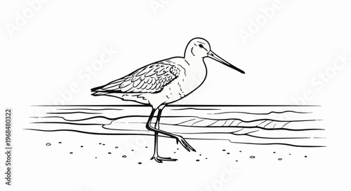 A bird stands on a sandy shore beside gentle waves, rendered in line art