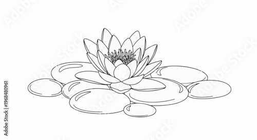 A delicate line drawing of a water lily blooming atop smooth stones in serene water