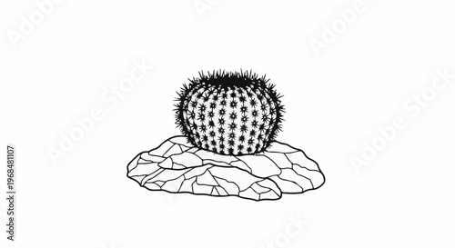 A detailed black and white line drawing of a round cactus on rocky ground