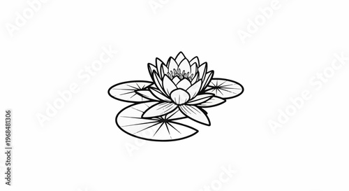A detailed line drawing of a single water lily in full bloom with three lily pads