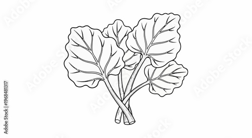 A line drawing of a cluster of broad, wavy-edged leaves on stems