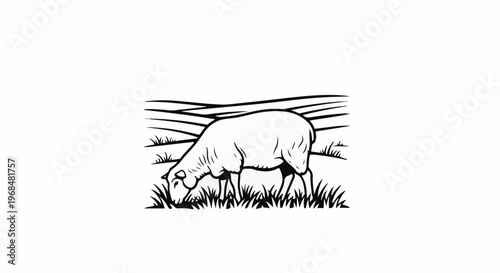 A lone sheep grazes in a field with rolling hills in the background