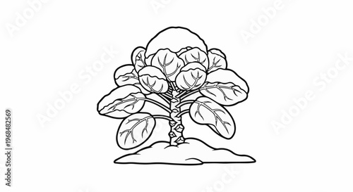 A stylized black and white drawing of a Brussels sprout plant growing from the earth