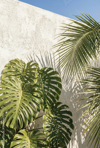 Tropical Monstera And Banana Leaves Against White Stucco Wall Under Clear Blue Sky In Sunlight