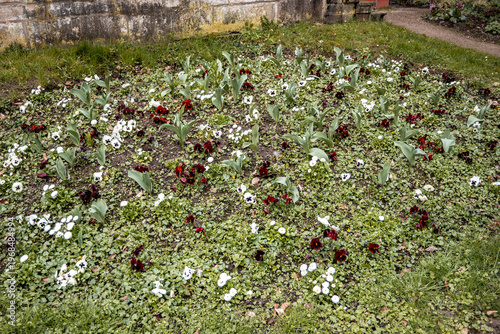 Blumenbeet mit bunten Blumen